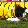 24 y 25 de julio, agility en Pontevedra, Alicante y Gerona