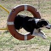 Agility en Costa Blanca, el 31 de julio
