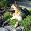 5 recomendaciones para personas alérgicas a los perros