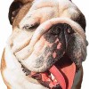 Perros braquicéfalos y viajes en avión