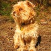Leishmaniosis en los perros, mitos y realidades (y II)