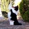 Habilidades caninas: entrevista con Pere Saavedra