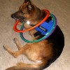 Seminario de Terapias y Actividades Asistidas con Animales