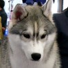 ¿Cuánto viven los perros?… de la “A” a la “Z” (Q, R y S)