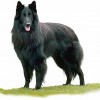 Carácter y temperamento según las razas de los perros