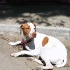 Cómo se solucionan miedos y fobias en los perros
