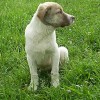 Curso de etología canina y felina gratuito en Sevilla