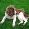 Etiología del miedo en los perros, periodos vitales (I)