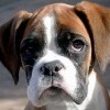 S-PAC-1: Esperanza para el tratamiento del cáncer en perros