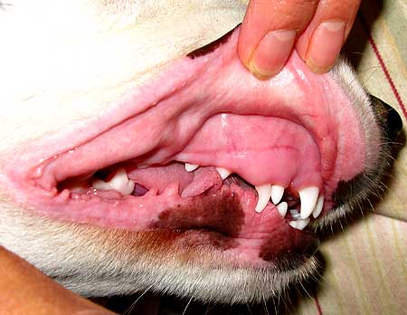 Doble_dentadura Doble dentadura en cachorros.