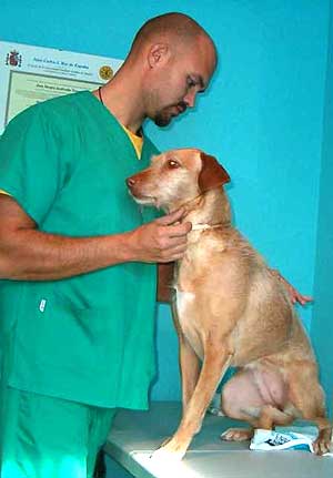Fisioterapia aplicada a perros y pequeños animales.