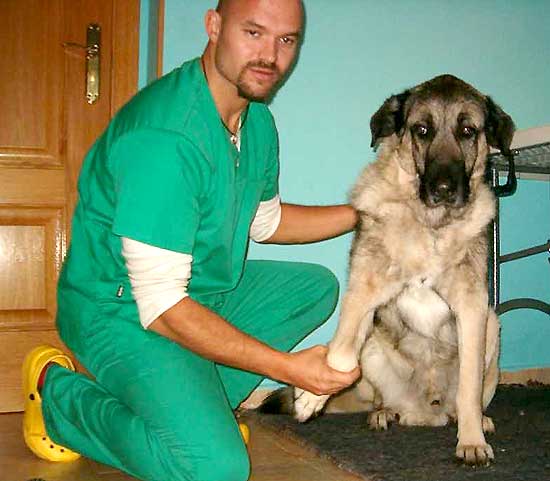 Fisioterapia aplicada a perros y pequeños animales.