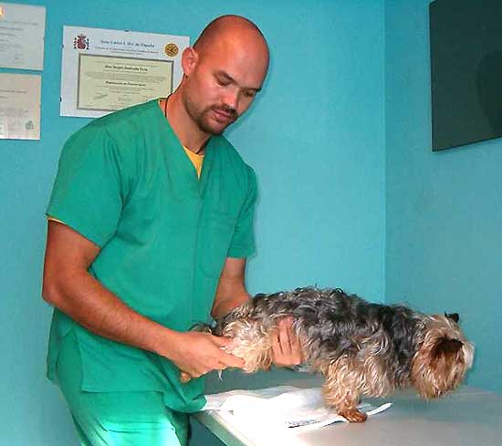 Fisioterapia aplicada a perros y pequeños animales.