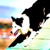 <strong>Agility</strong> en Zaragoza, Pontevedra e Ibiza