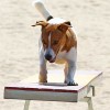 <strong>Agility</strong> en Madrid y Tarragona