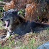 Un <strong>lobo</strong> ¡en un escaparate!