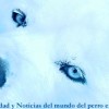 <strong>Noticias</strong> del mundo del <strong>perro</strong>, 16 a 22 de enero