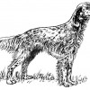Razas en <strong>peligro de extinción</strong>
