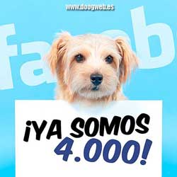 www.doogweb.es en Facebook.