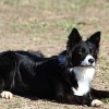 <strong>Perros comprenden oraciones complejas</strong>, de dos palabras