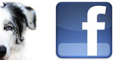Doogweb en Facebook
