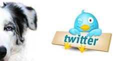Doogweb en Twitter.