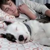 <strong>El abandono visto por un perro</strong> (vídeo)