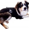 ¿Funciona <strong>Anxiety Wrap</strong> en perros con miedo a las tormentas?