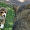 <strong>¿Comprar un cachorro</strong> en criador o en tienda?