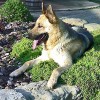¿Los <strong>perros castrados</strong> viven más?