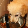 ¿Es sostenible la industria del <strong>pienso para perros</strong>?