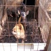 <strong>Legislación y venta de cachorros</strong> en Nueva Escocia