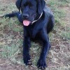 Eddie, <strong>perro de asistencia</strong> “en prácticas”
