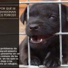 <strong>Problemas de comportamiento en perros</strong> y abandono