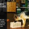 <strong>Perros detectores</strong>, trabajo, hobby, deporte y ¡algo más!