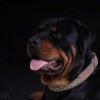 <strong>Fotos de perros</strong>, de Mike Birrer