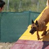 <strong>Agility</strong> en Barcelona, Castellón y Madrid