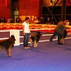 XIX Exposición Canina Internacional de Las Palmas