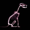 <strong>Glucosamina</strong> y problemas articulares en perros… ¿funciona?