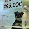 <strong>Prohibida la venta de perros y gatos</strong> en tiendas (Toronto)
