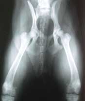 Radiografía de displasia de cadera en perro