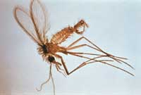 Flebotomo, mosquito transmisor de la Leishmaniasis