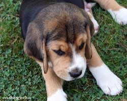 Fondo de escritorio cachorro de beagle
