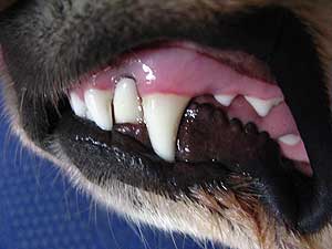 Cómo prevenir problemas dentales en el perro