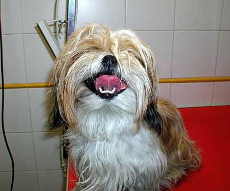 Prevenir y tratar las "tos de las perreras".