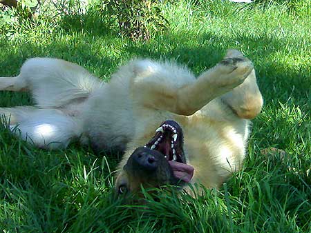 Cómo prevenir y tratar la tos de las perreras