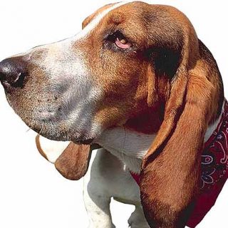 Cómo "funciona" el olfato en los perros (www.doogweb.es).