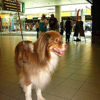 Perro en el aeropuerto de Amsterdam.