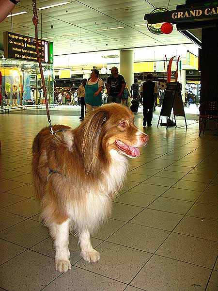 Perro en el aeropuerto de Amsterdam.