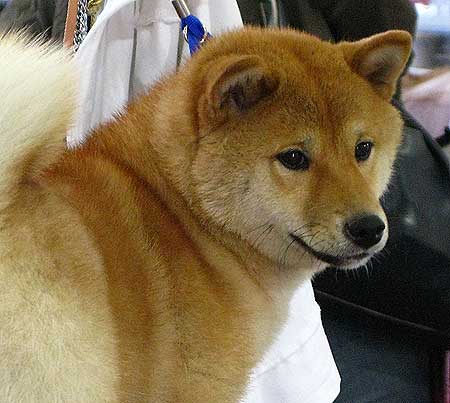 ¿Cuánto viven los perros?… de la “A” a la “Z” (H, I y J) (Japanese Shiba Inu).